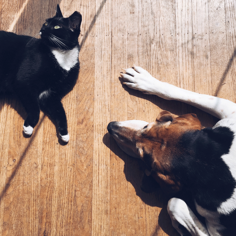Pies i kot w jednym domu. Jak wychować psa i kota, żeby oboje czuli się dobrze?