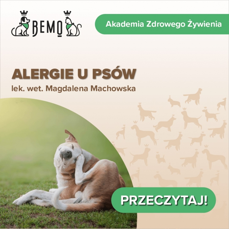 Alergie u psów